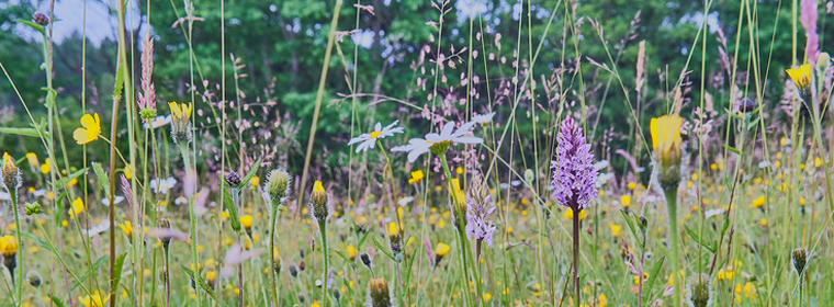 Purple and yellow wildflowers in a meadow