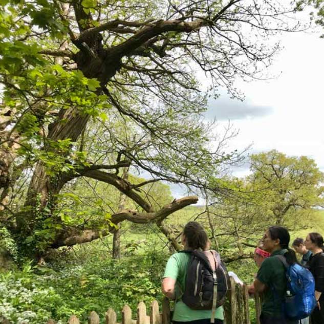 Group of people stood looking up at a large tree