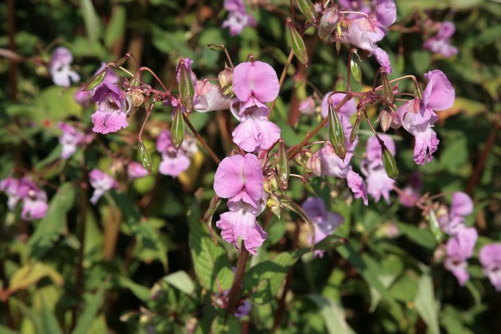 Invasive plants | BETA - South Gloucestershire Council